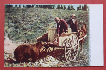 Ansichtskarte AK Yellowstone National Park Wyoming 1900 Park Bär Fütterung Ranger Ortsansicht USA Amerika Vereinigte Staaten